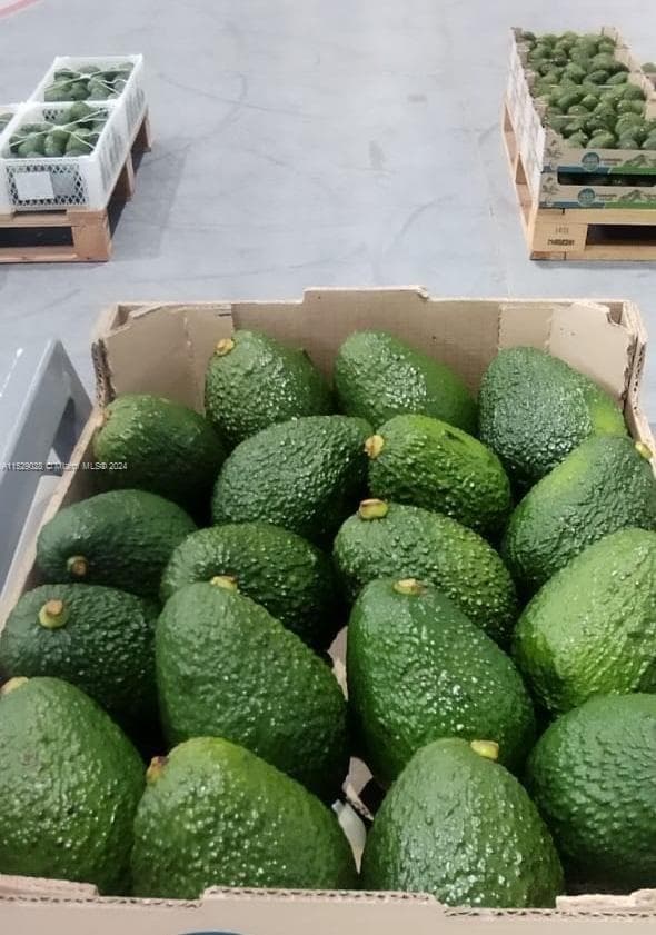Armenia-Quindio, FL