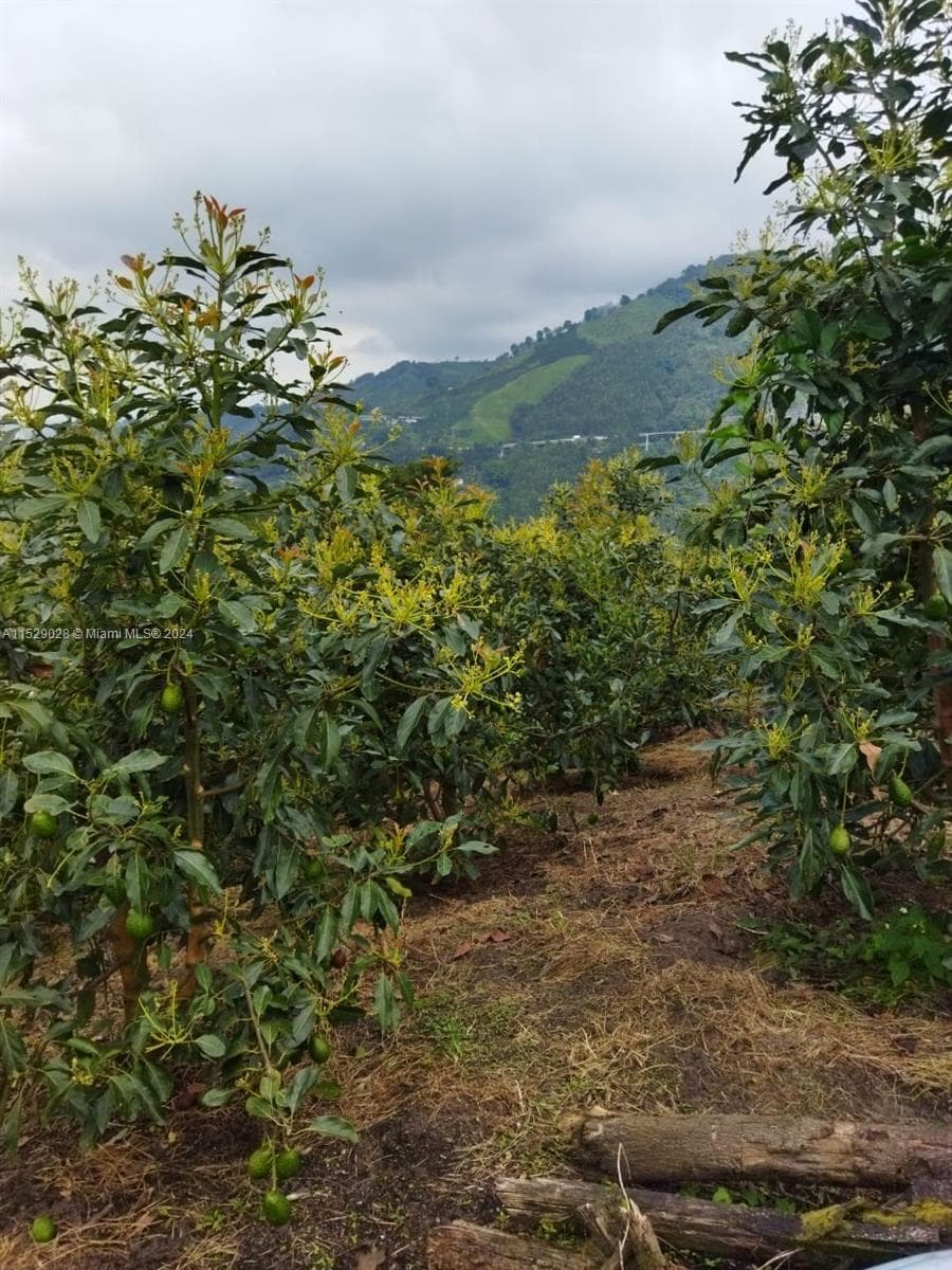 Armenia-Quindio, FL