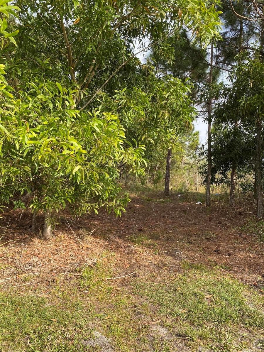FOX TRAIL - FRONT VIEW 3