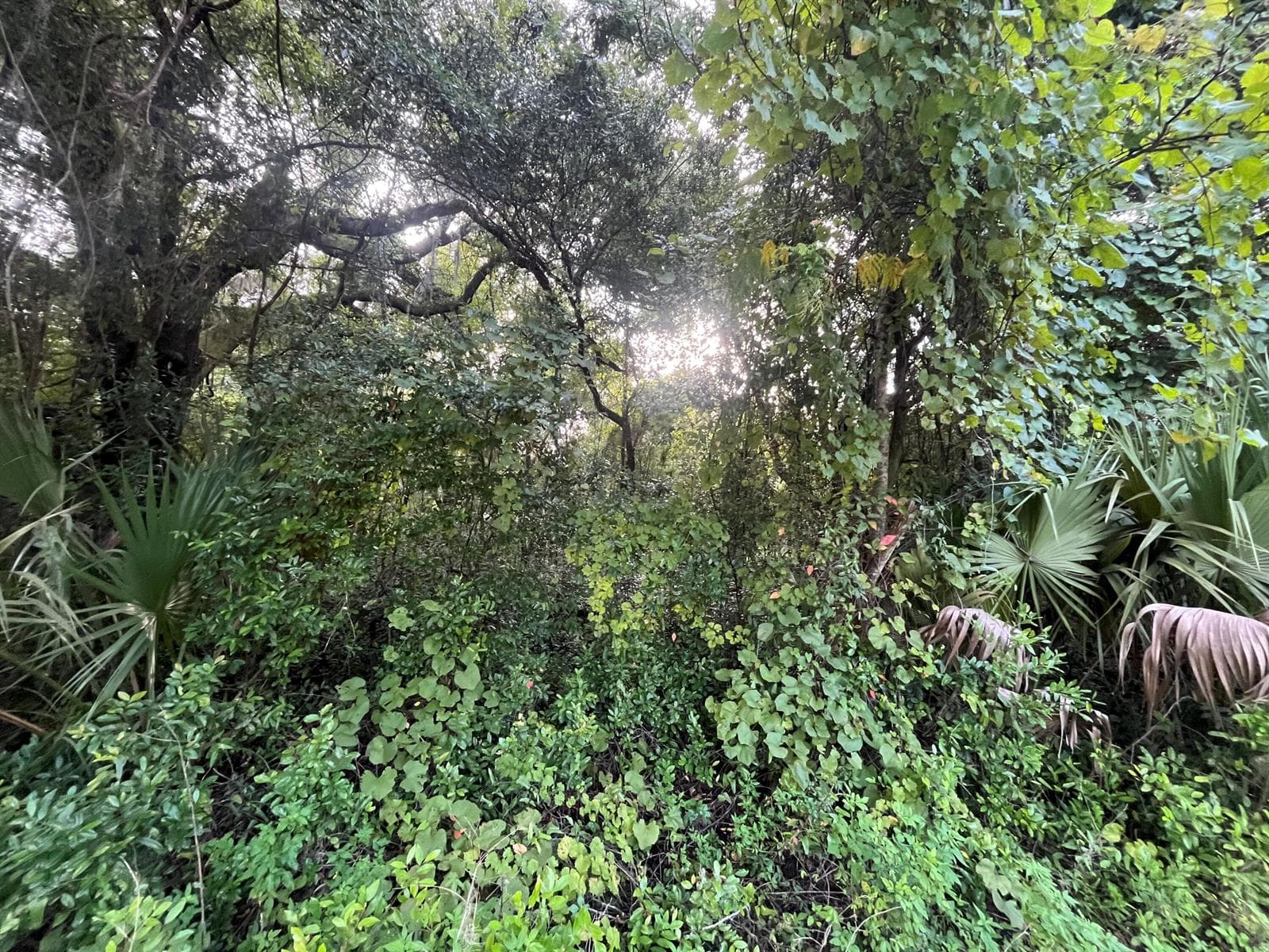 915 Annette Avenue, FL 32148