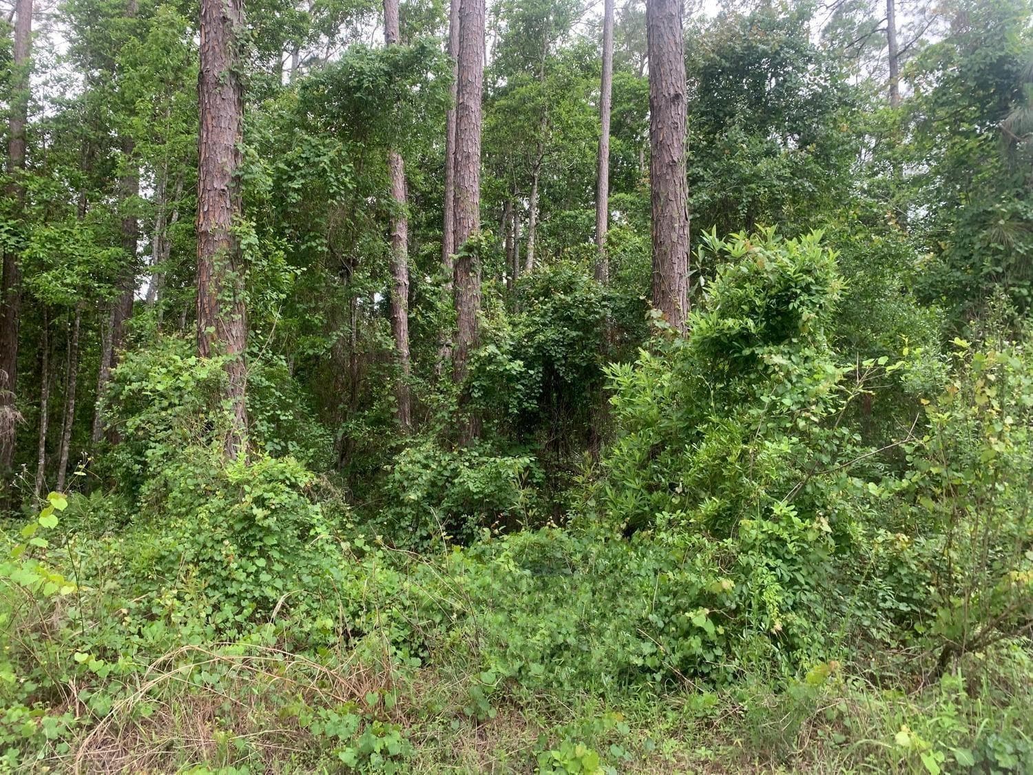 121 Coot Drive, FL 32148