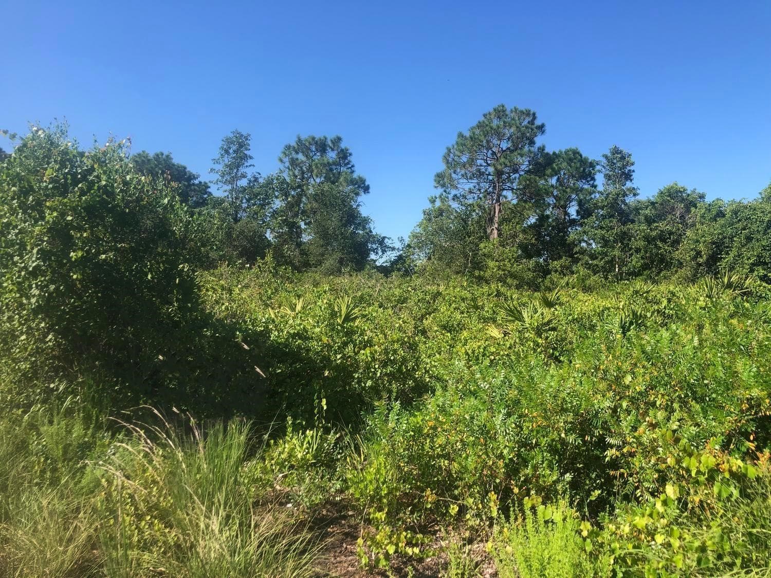 153 Disney Boulevard, FL 33825