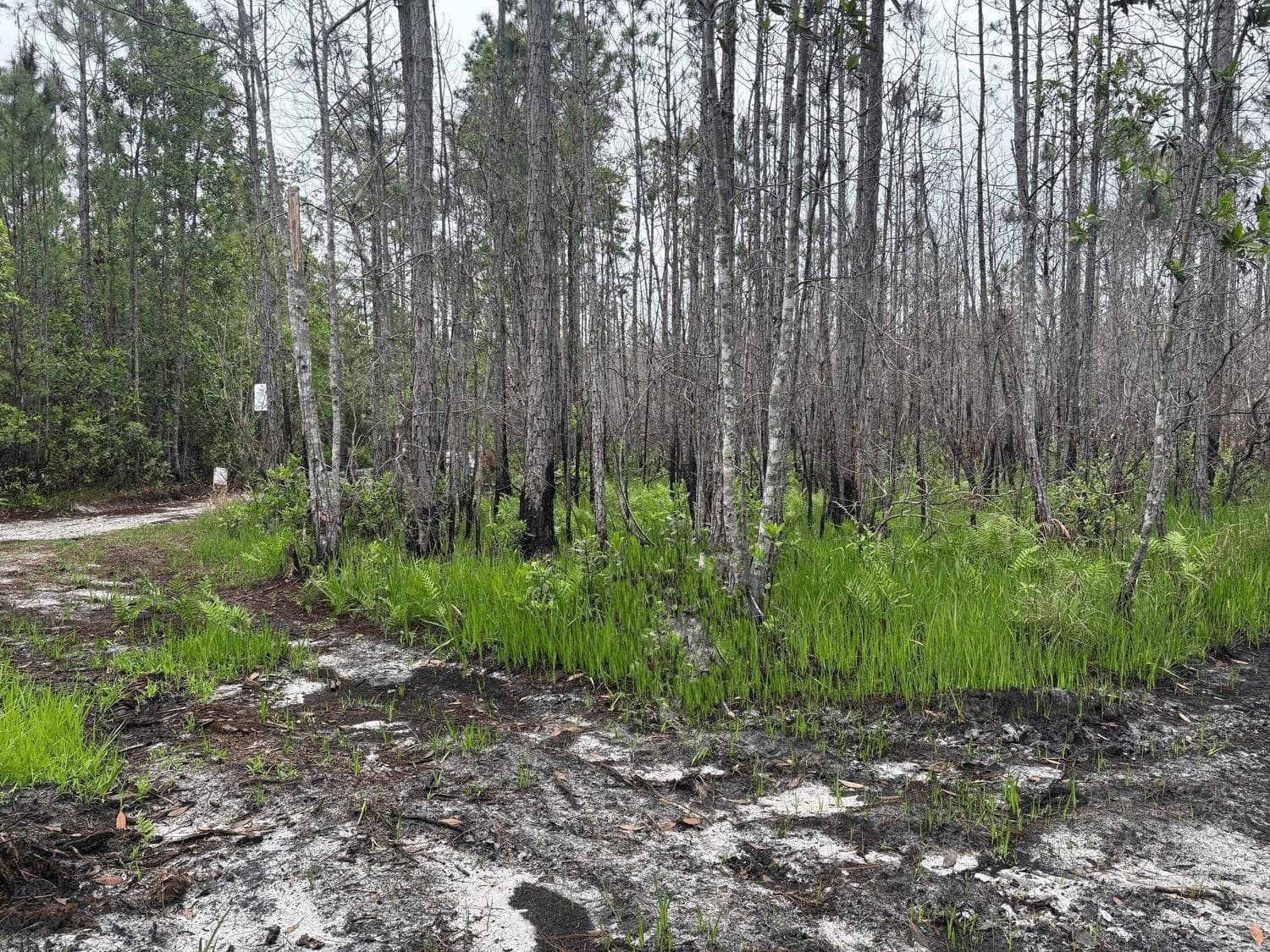 0 Holopaw Groves Road, FL 34772