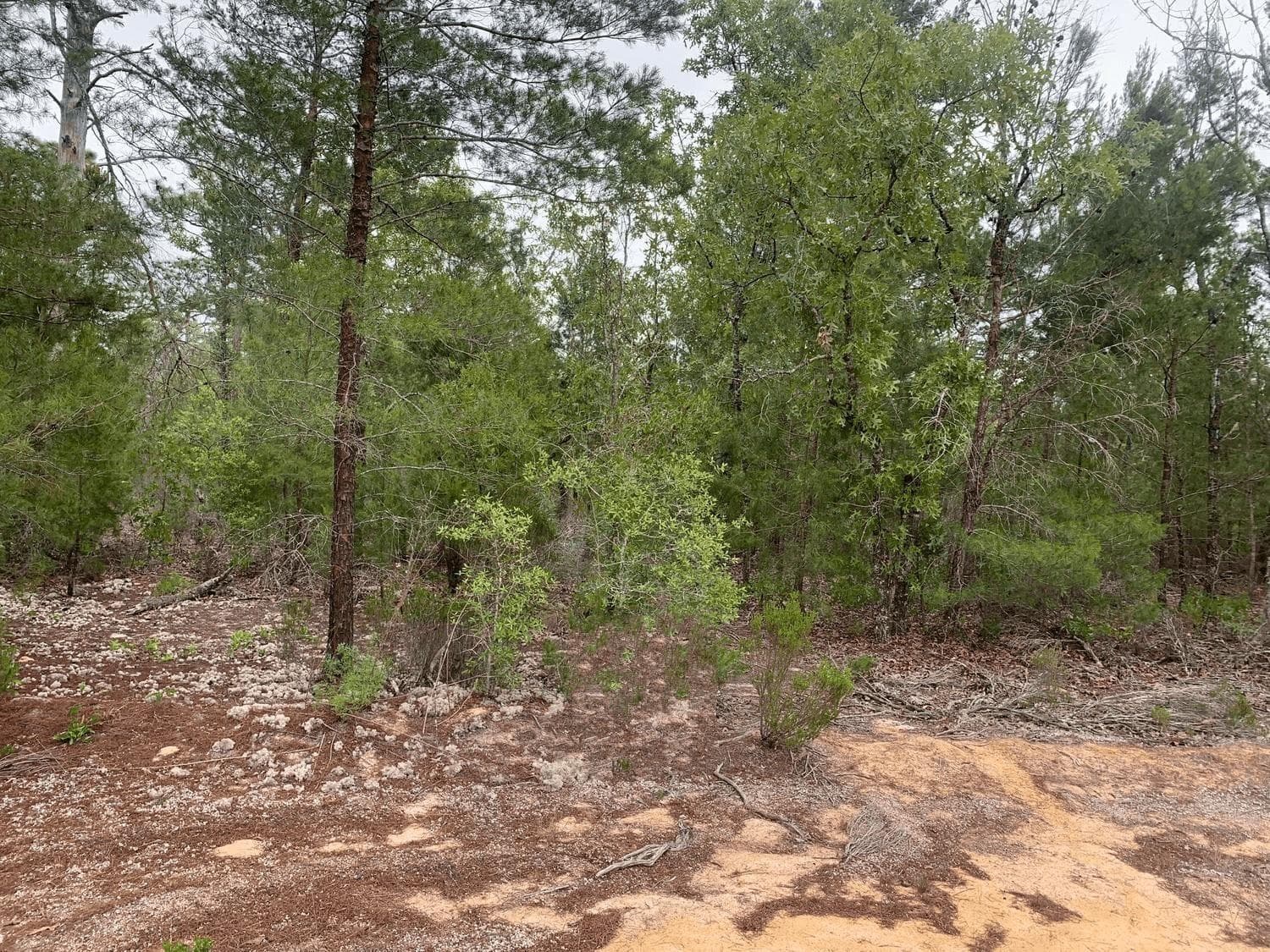 0 Gray Street, FL 32148