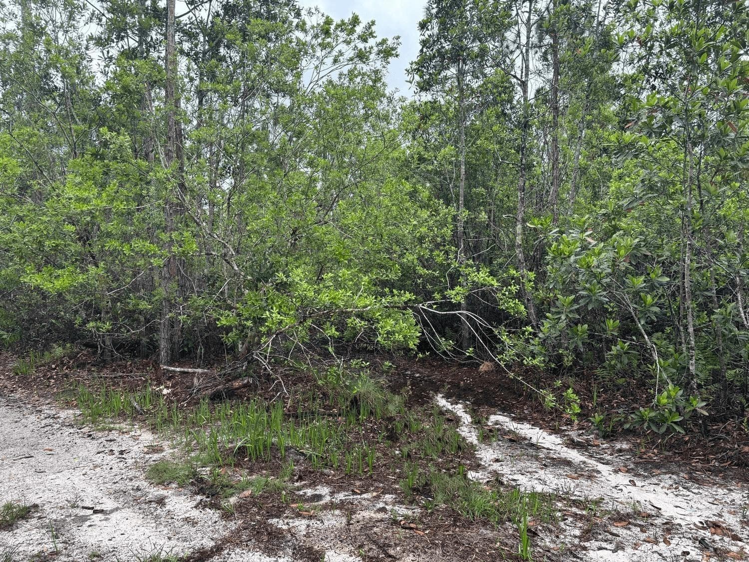 0 Holopaw Groves Road, FL 34772