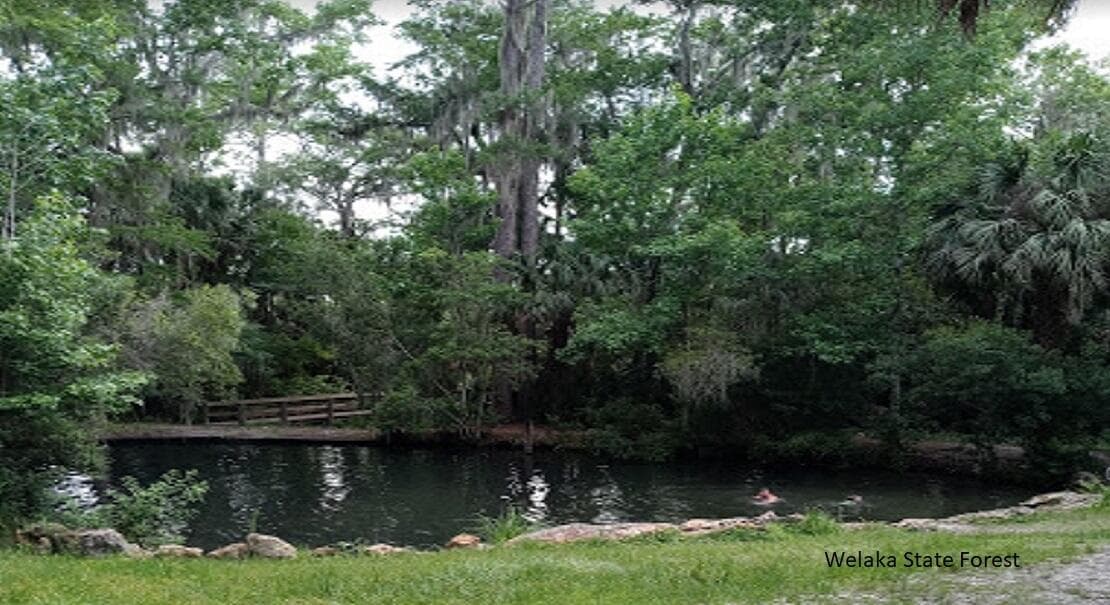 interlachen Welaka State Forest