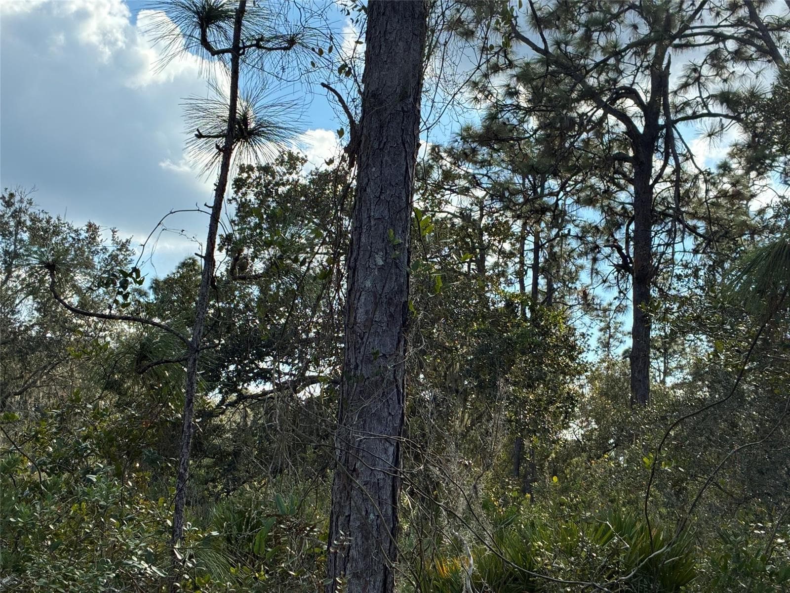 Lot 21 & 22 Plumosa Drive, FL