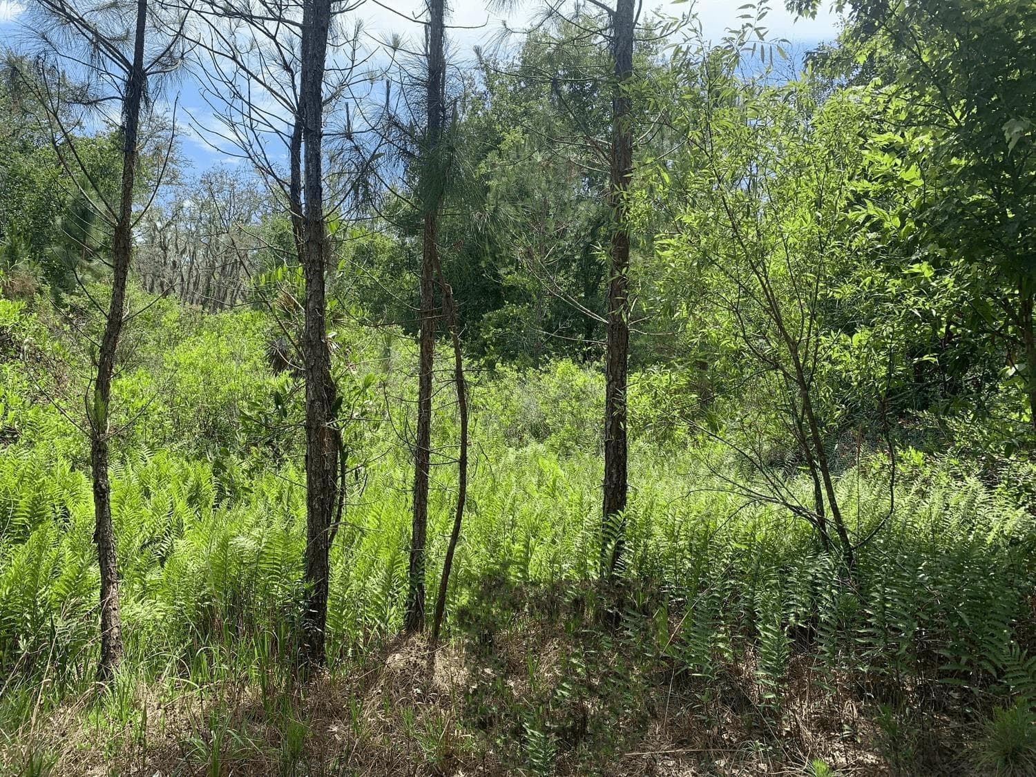 0 County Rd 54, FL 33849