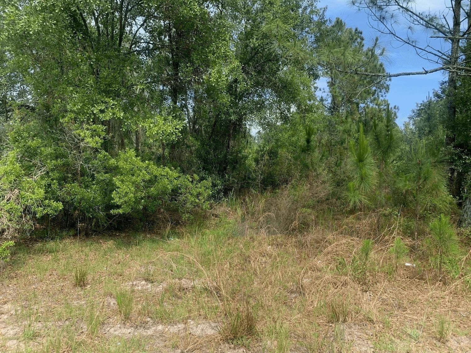 0 County Rd 54, FL 33849