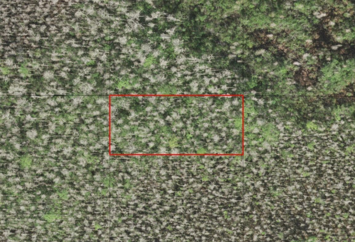 0 Holopaw Groves Road, FL 34772