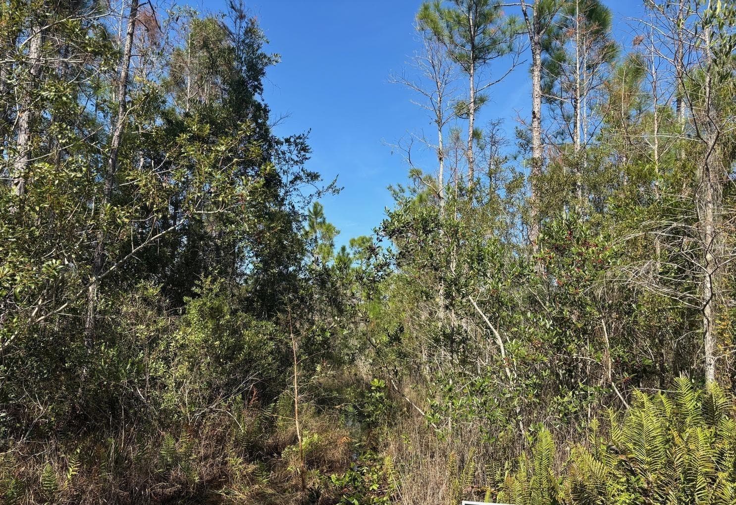 0 Holopaw Groves Road, FL 34772