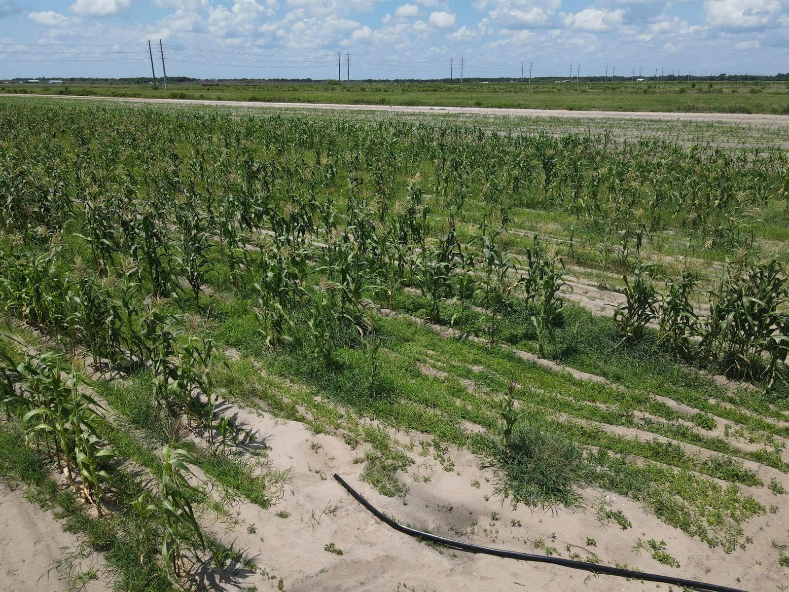 dji_fly_20260814_123504_70_1786725331577