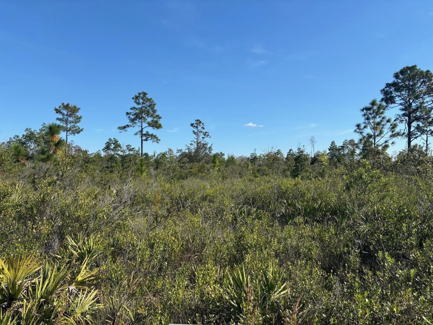 0 Holopaw Groves Road, FL 34772