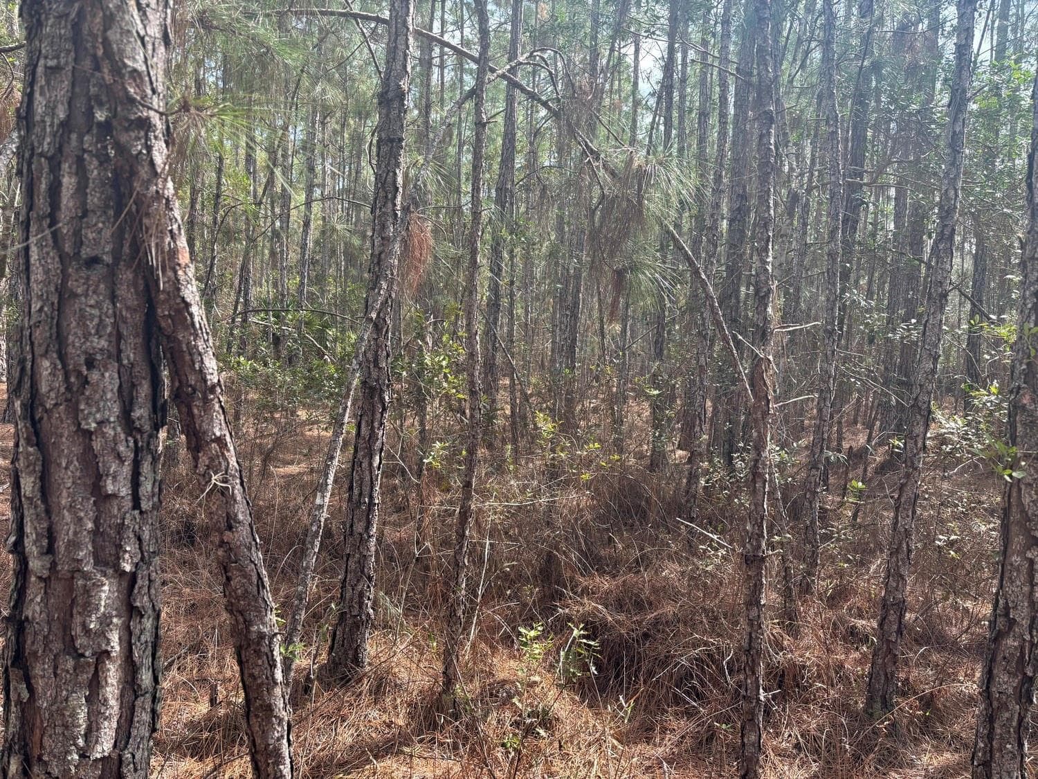 0 Old Grade Road, FL 33868
