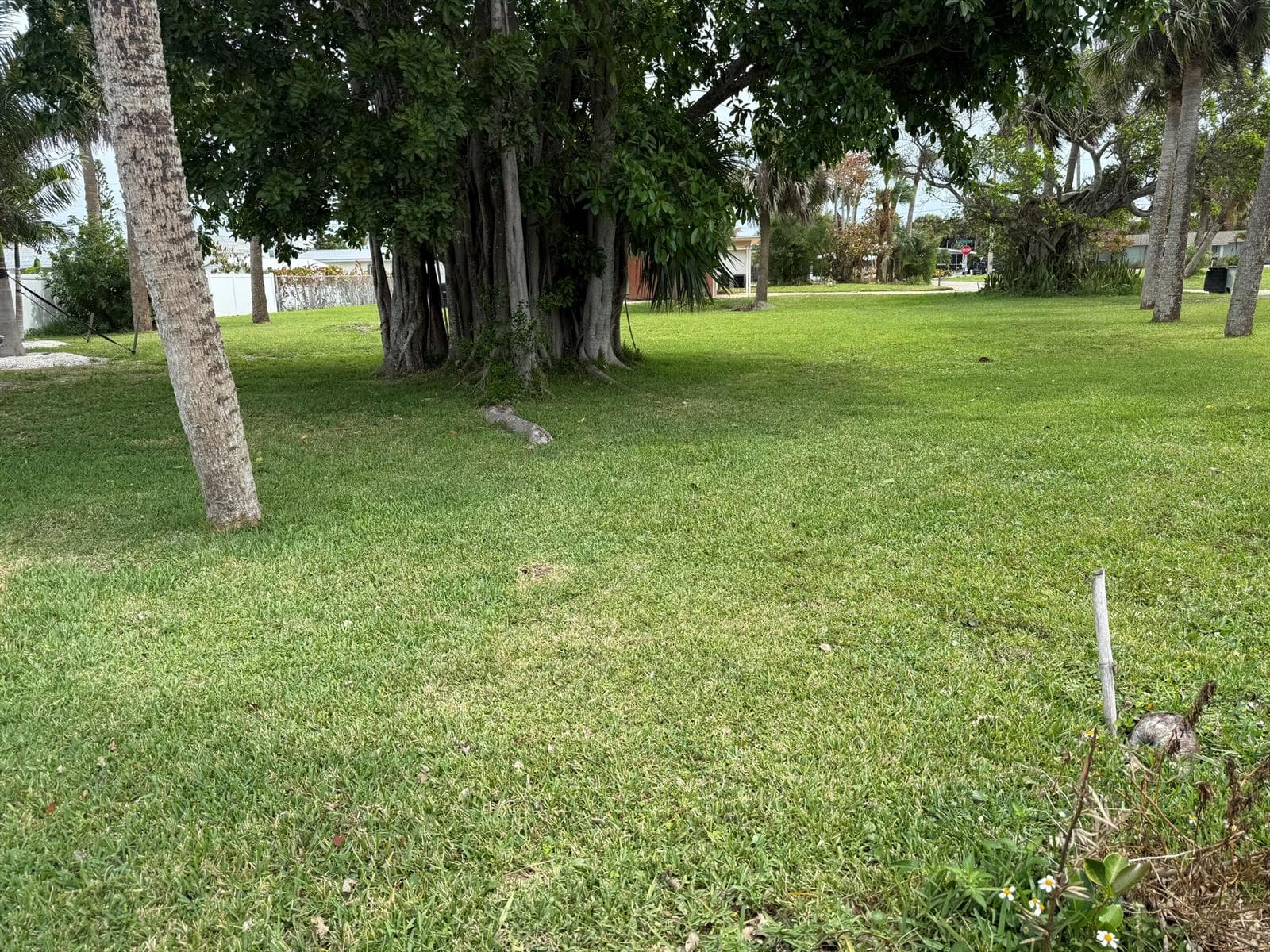 Banyon Tree