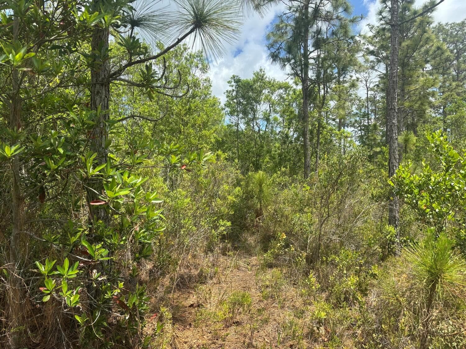 0 Holopaw Groves Road, FL 34772