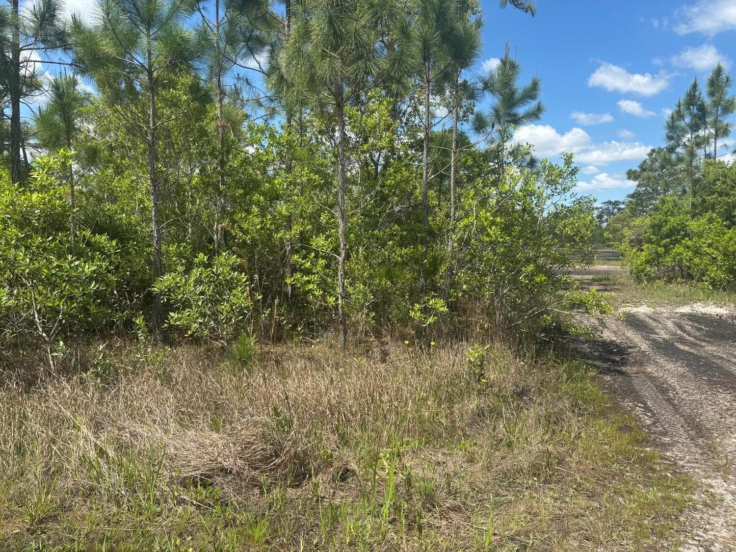 0 Holopaw Groves Road, FL 34772