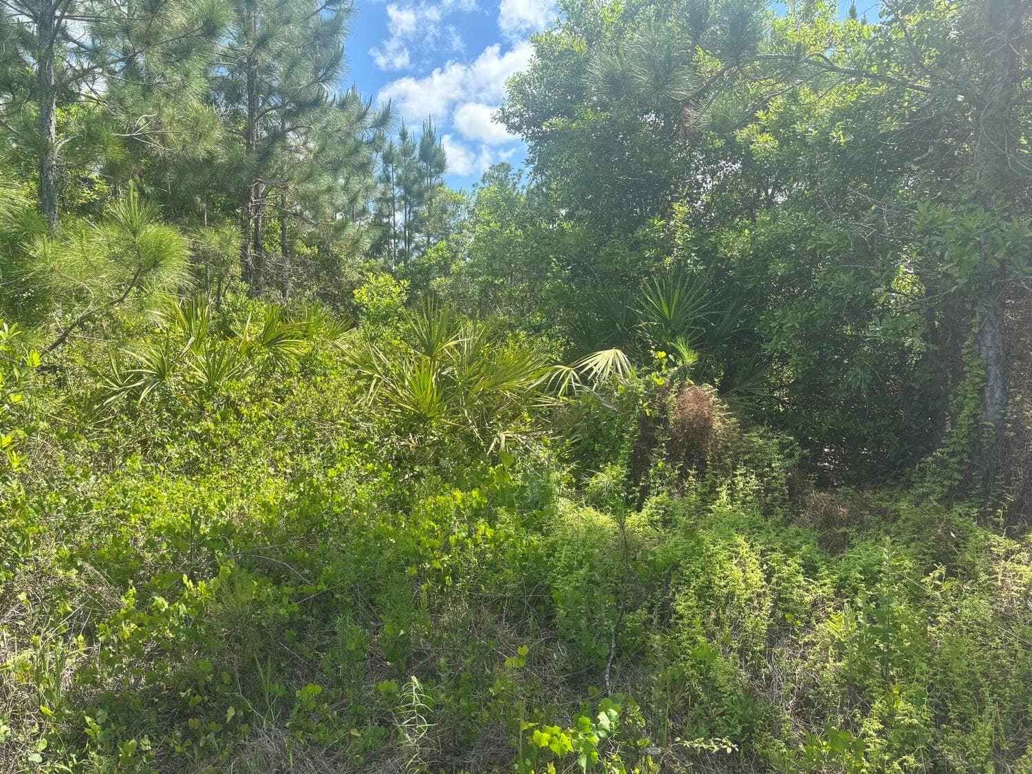 0 Holopaw Groves Road, FL 34772