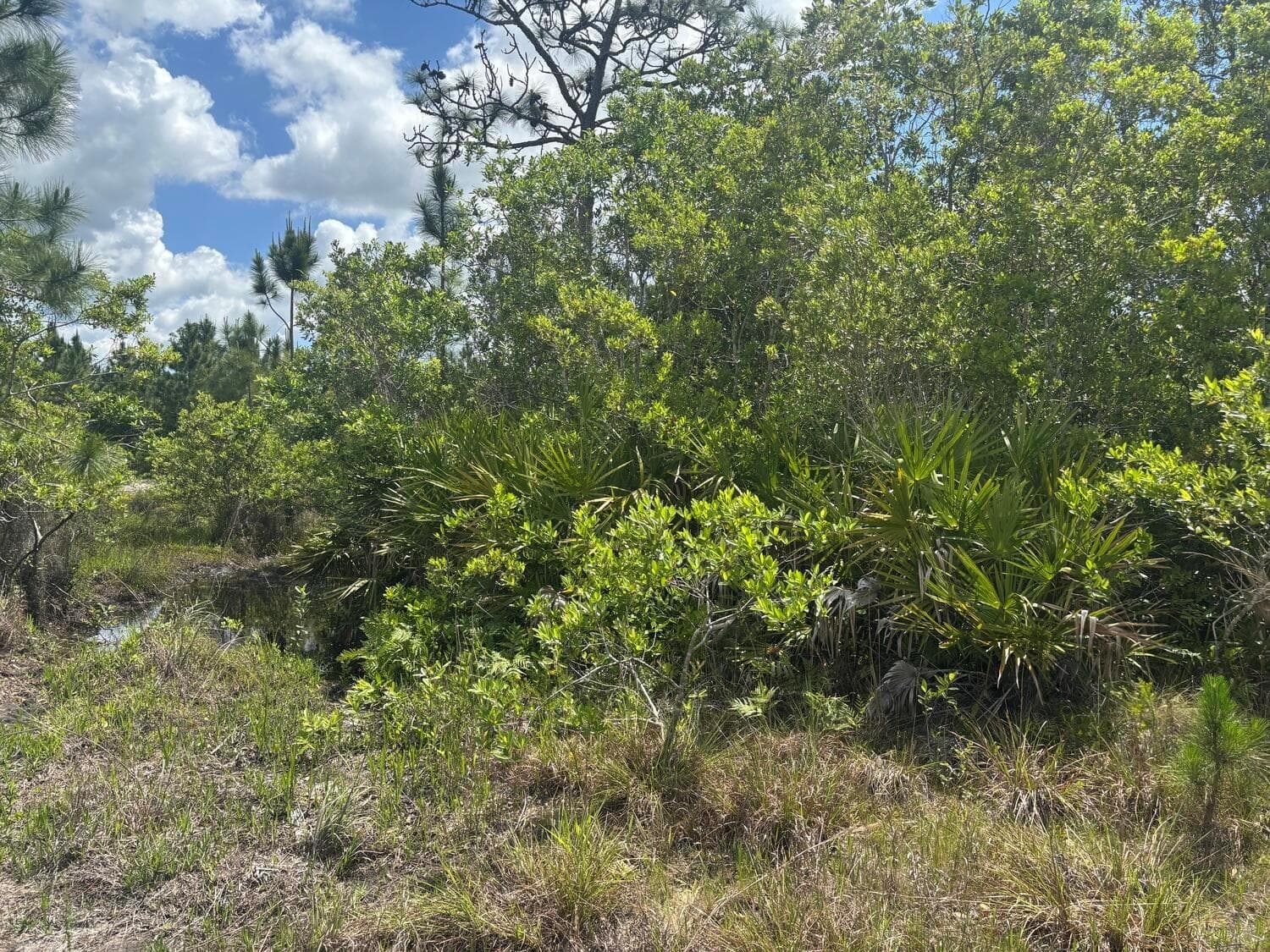 0 Holopaw Groves Road, FL 34772