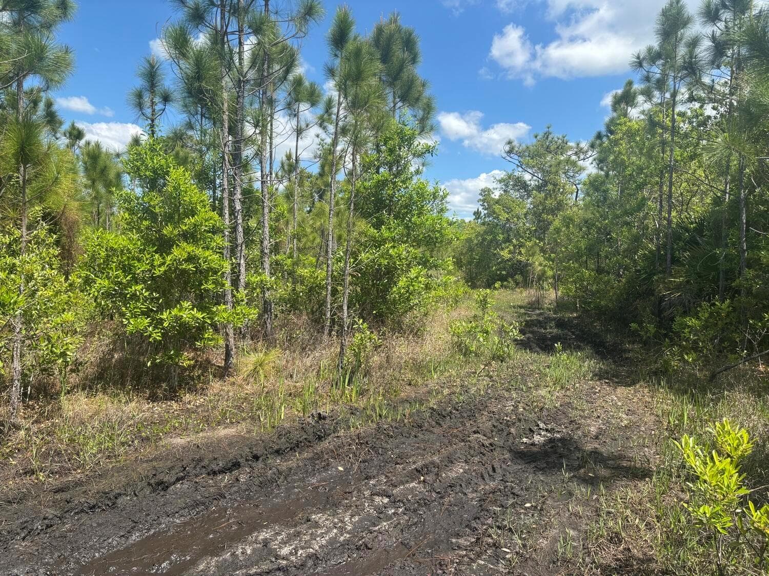 0 Holopaw Groves Road, FL 34772