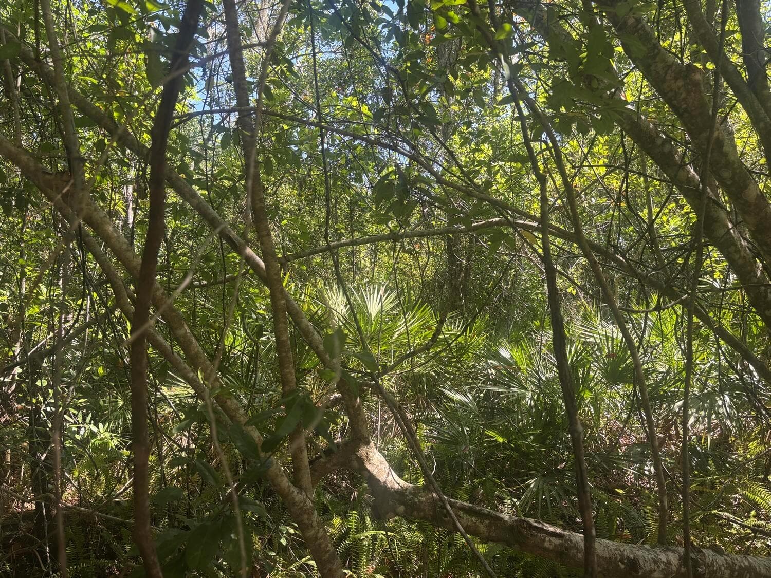 536 Bright Hill Avenue, Lake Placid FL 33852