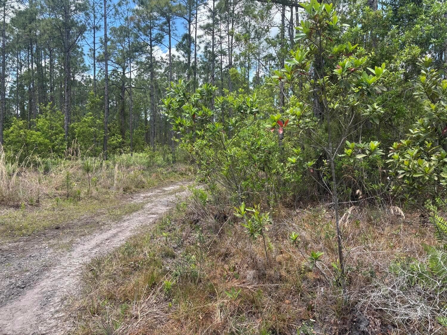 0 Holopaw Groves Road, FL 34772