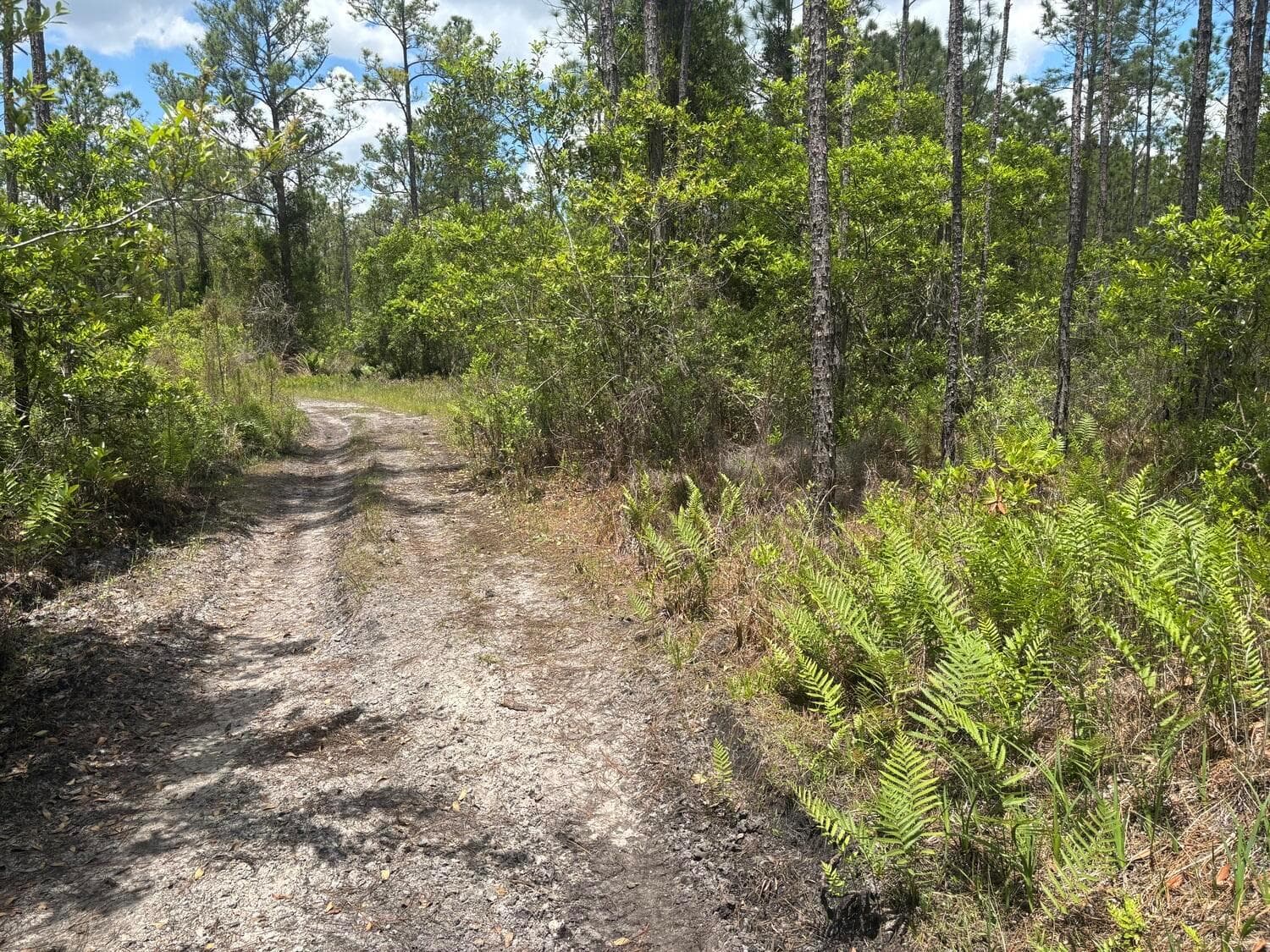 0 Holopaw Groves Road, FL 34772