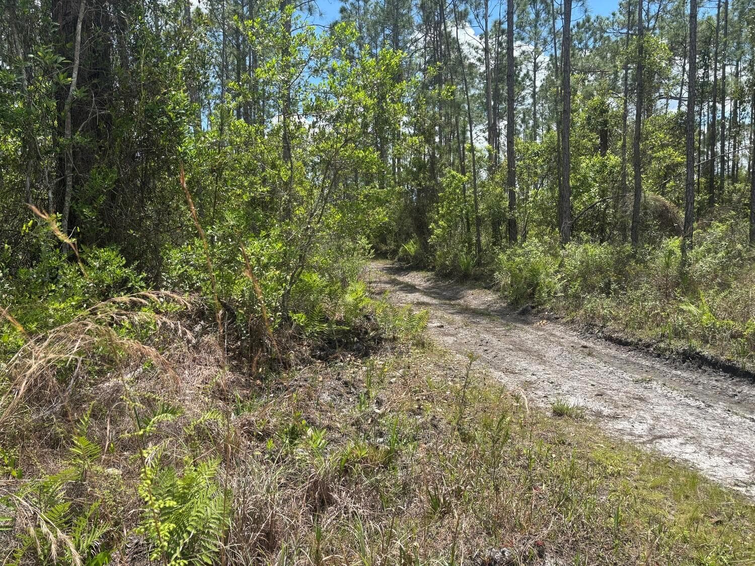 0 Holopaw Groves Road, FL 34772