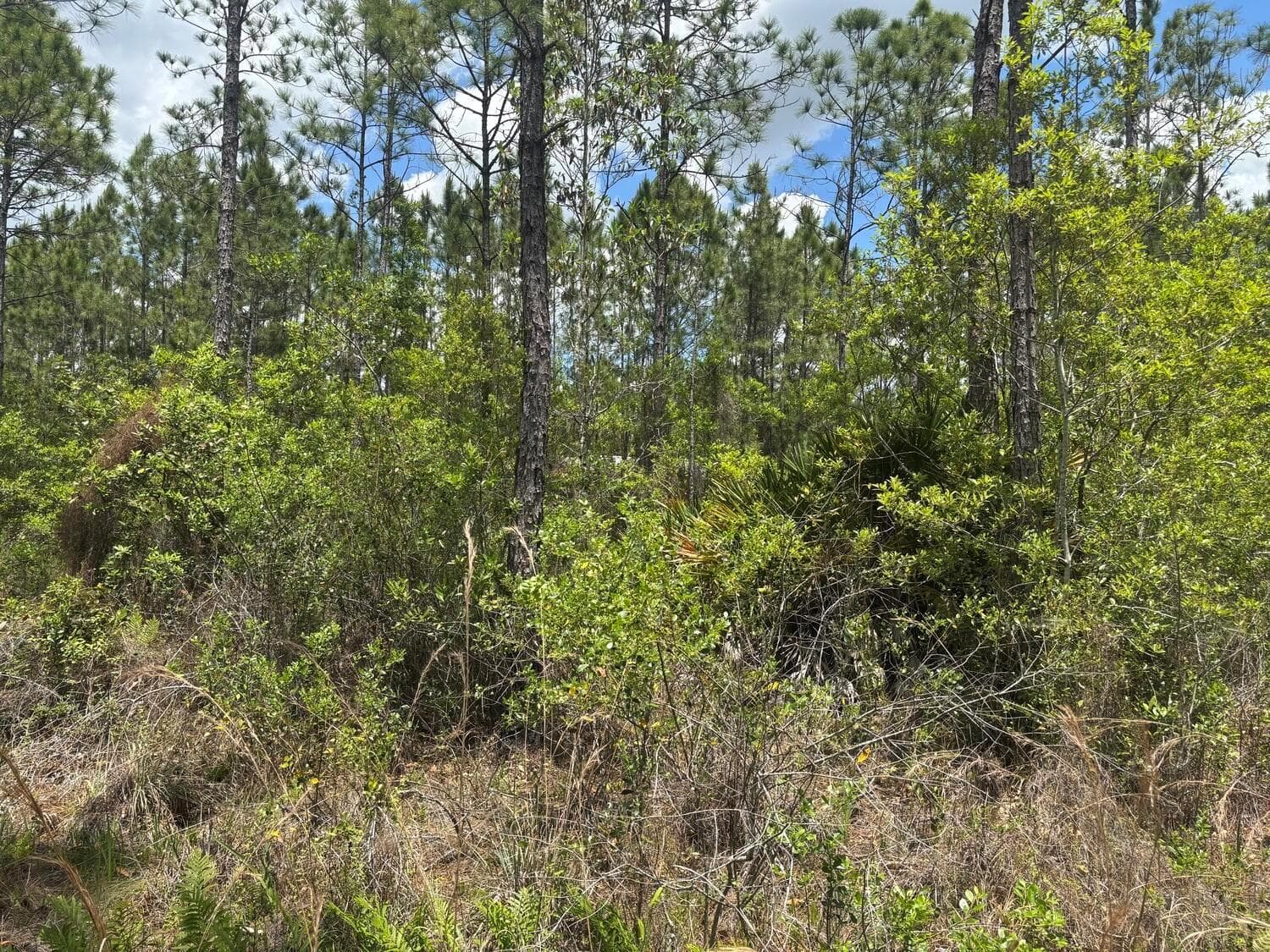 0 Holopaw Groves Road, FL 34772