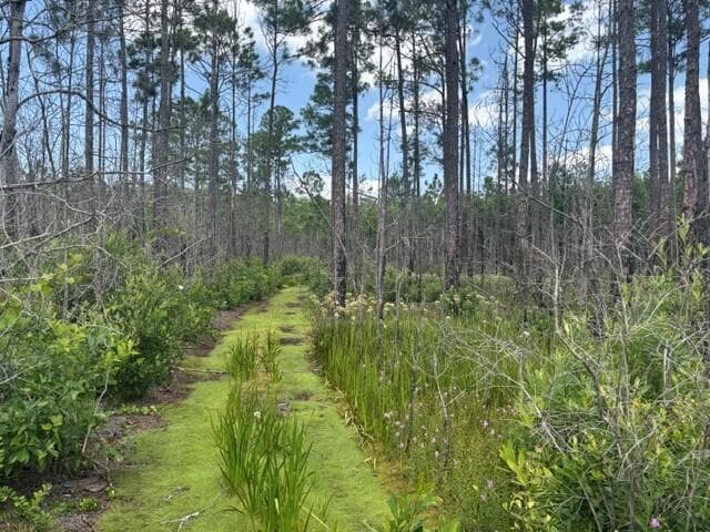 0 Holopaw Groves Road, FL 34772