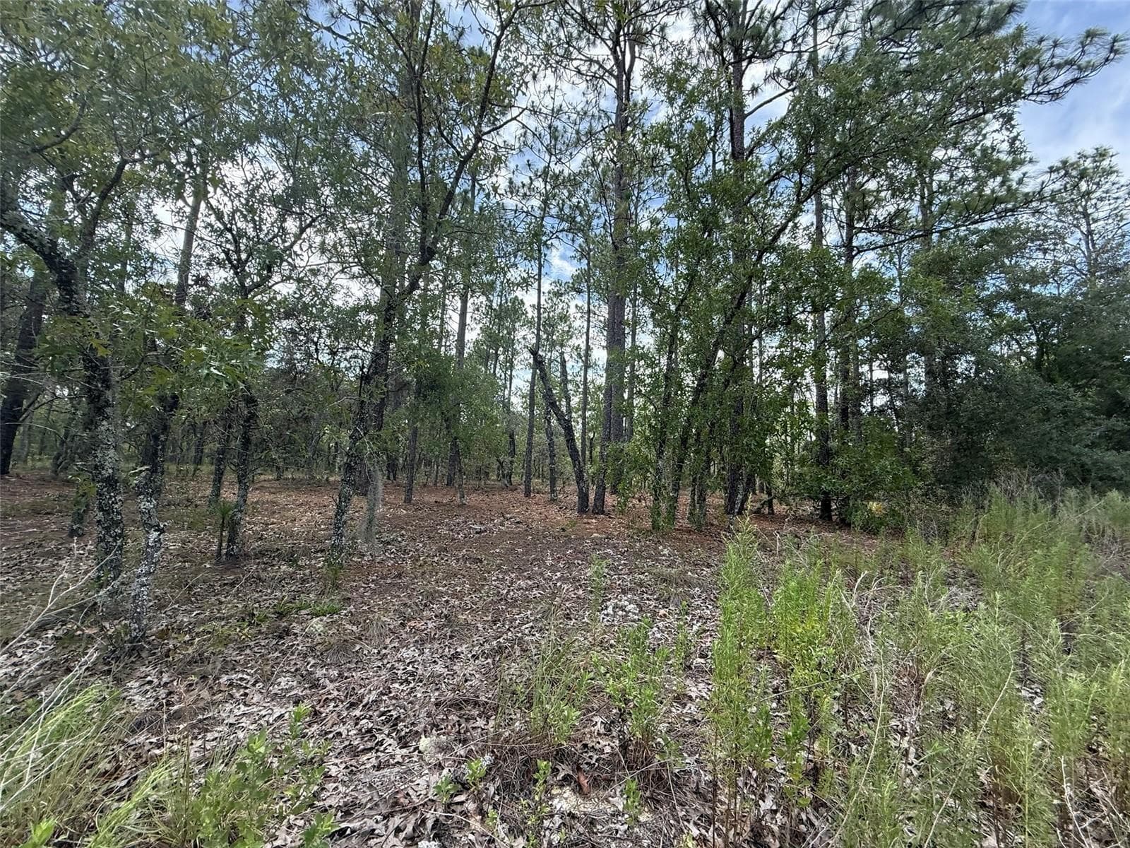 Tbd NW Tree Top Road, FL 34431
