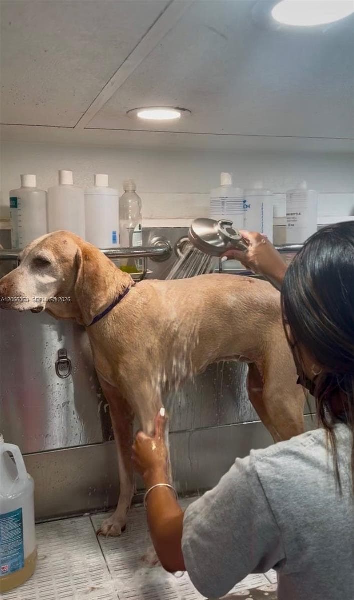 Mobile Pet Grooming, Miami FL 33134
