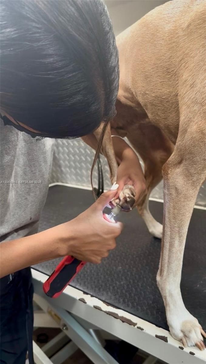 Mobile Pet Grooming, Miami FL 33134