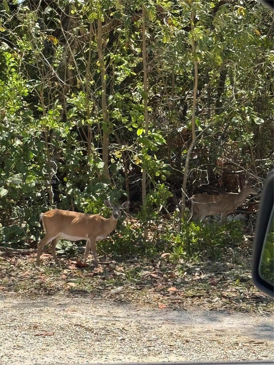Lot 27 Dorn Road, Torch Key FL 33042