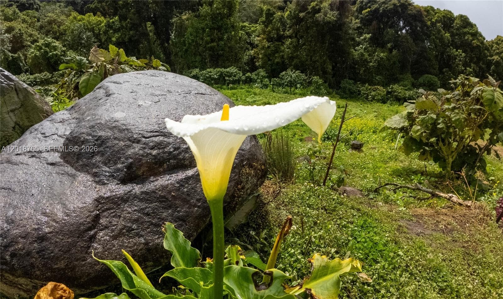 CERRO PUNTA, Panama, Rep of Panama