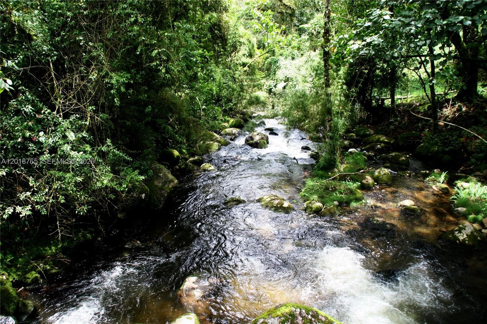 CERRO PUNTA, Panama, Rep of Panama