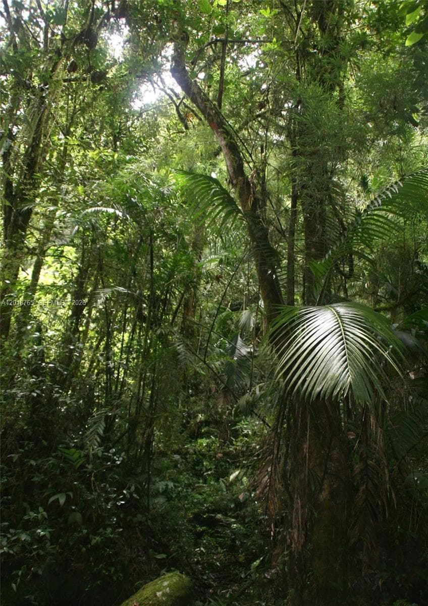 CERRO PUNTA, Panama, Rep of Panama