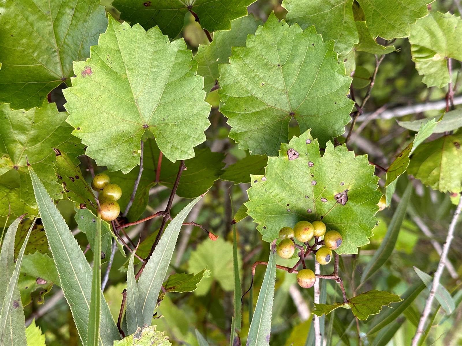 3-muscadines_grape_vines