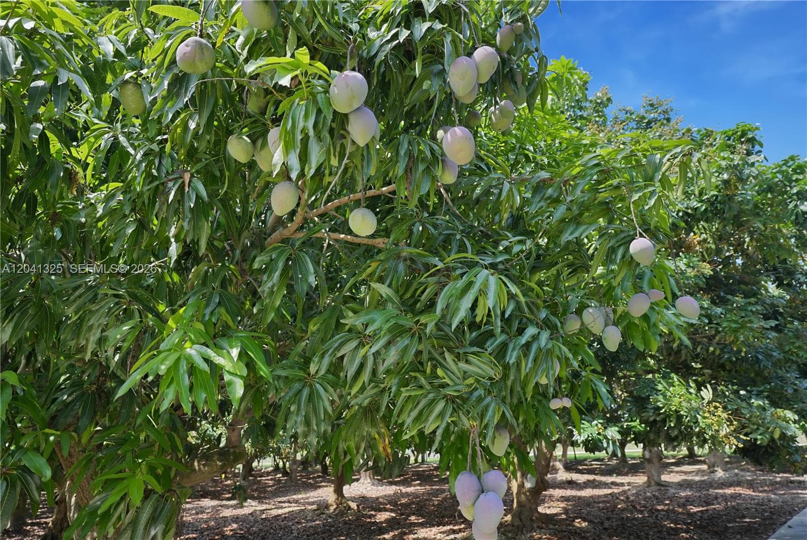 3,000 Longan Trees on the property!Have someone harvest them and you profit!